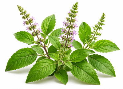 Tulsi